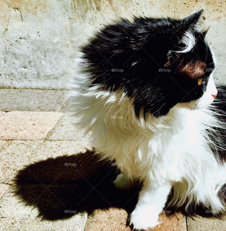 Tuxedo cat and shadow
