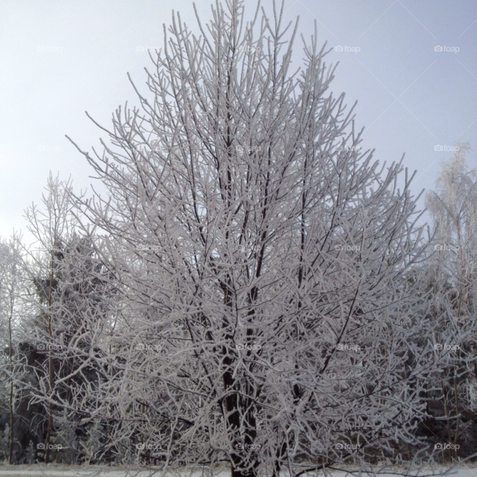 täby frost wintertree by kalpex