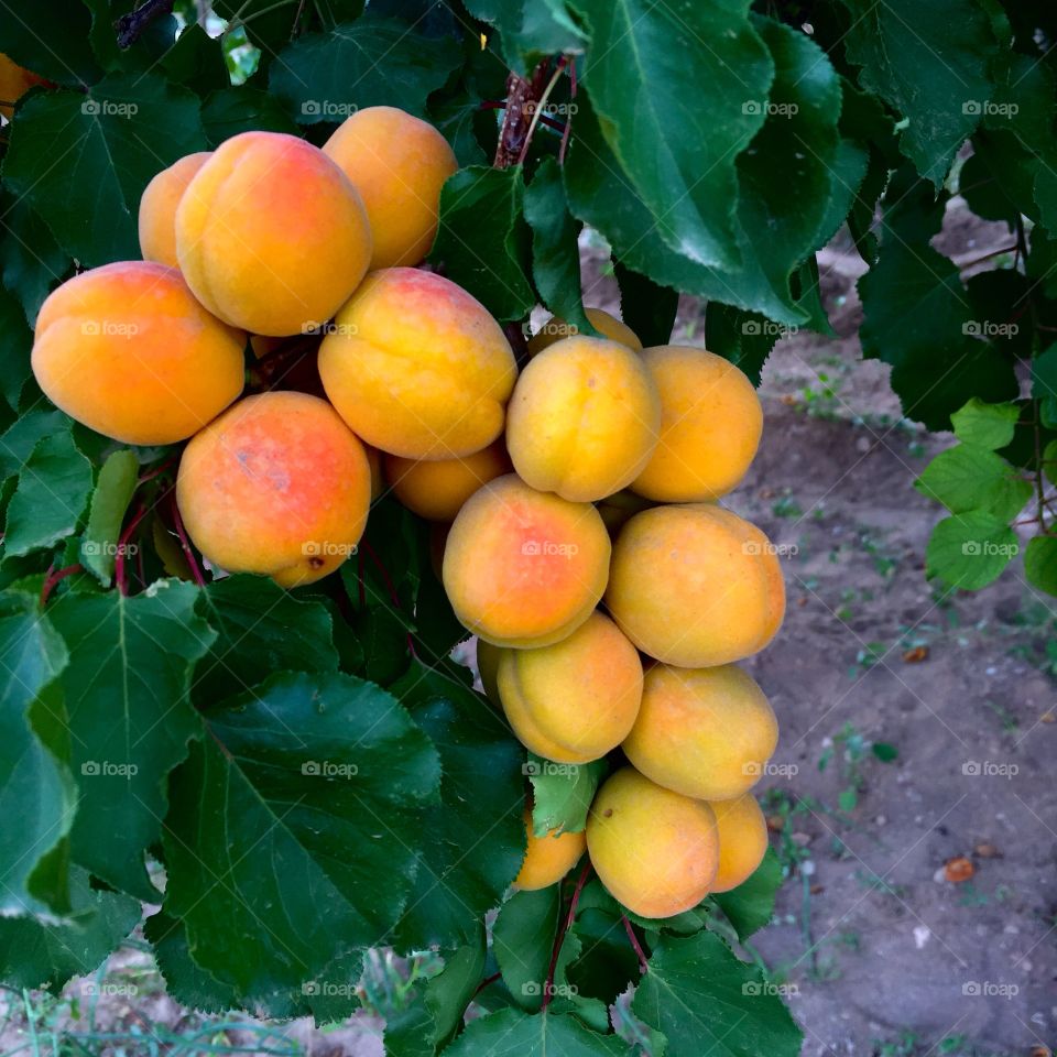 Abricots 