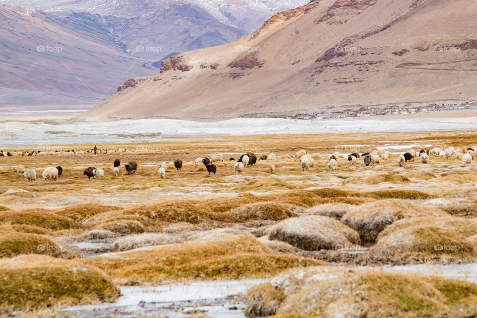 sheep on the frozen lake