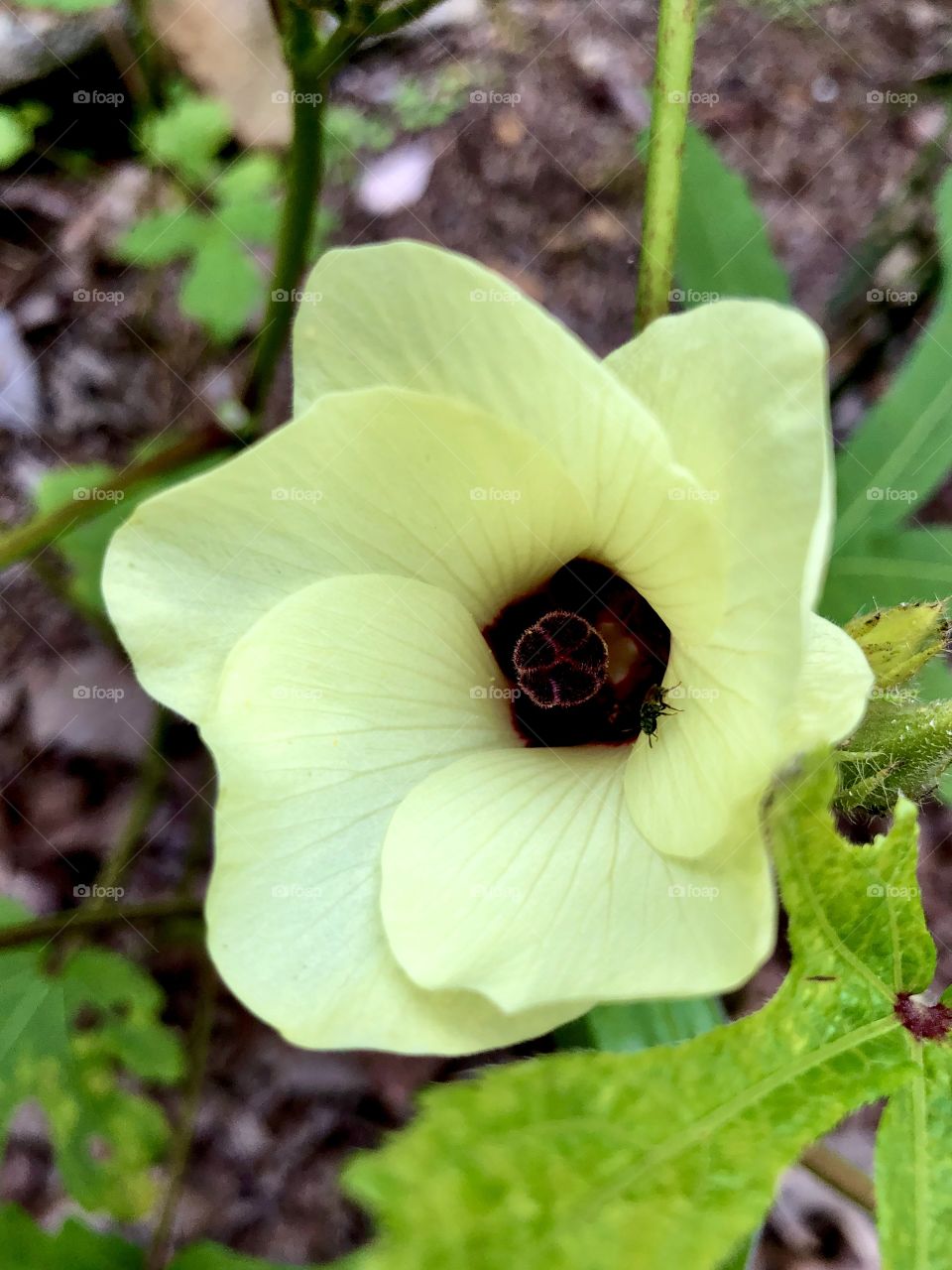 Closeup okra blossom 