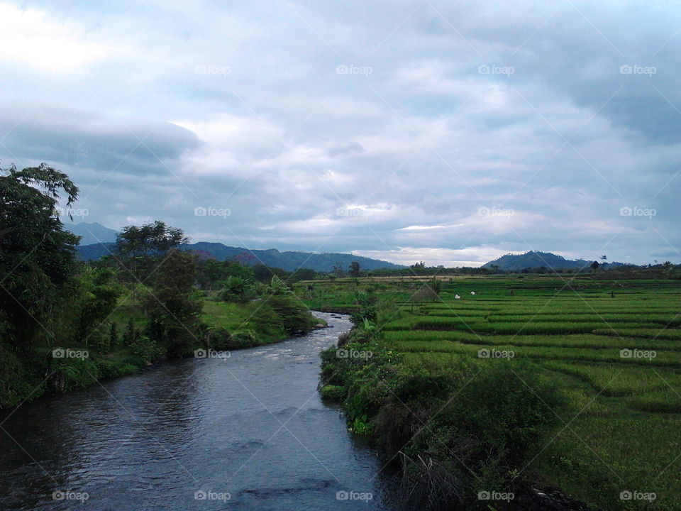A clean river and green rice fields in my home town