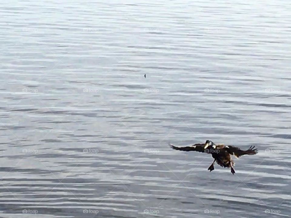 Duck right before landing 