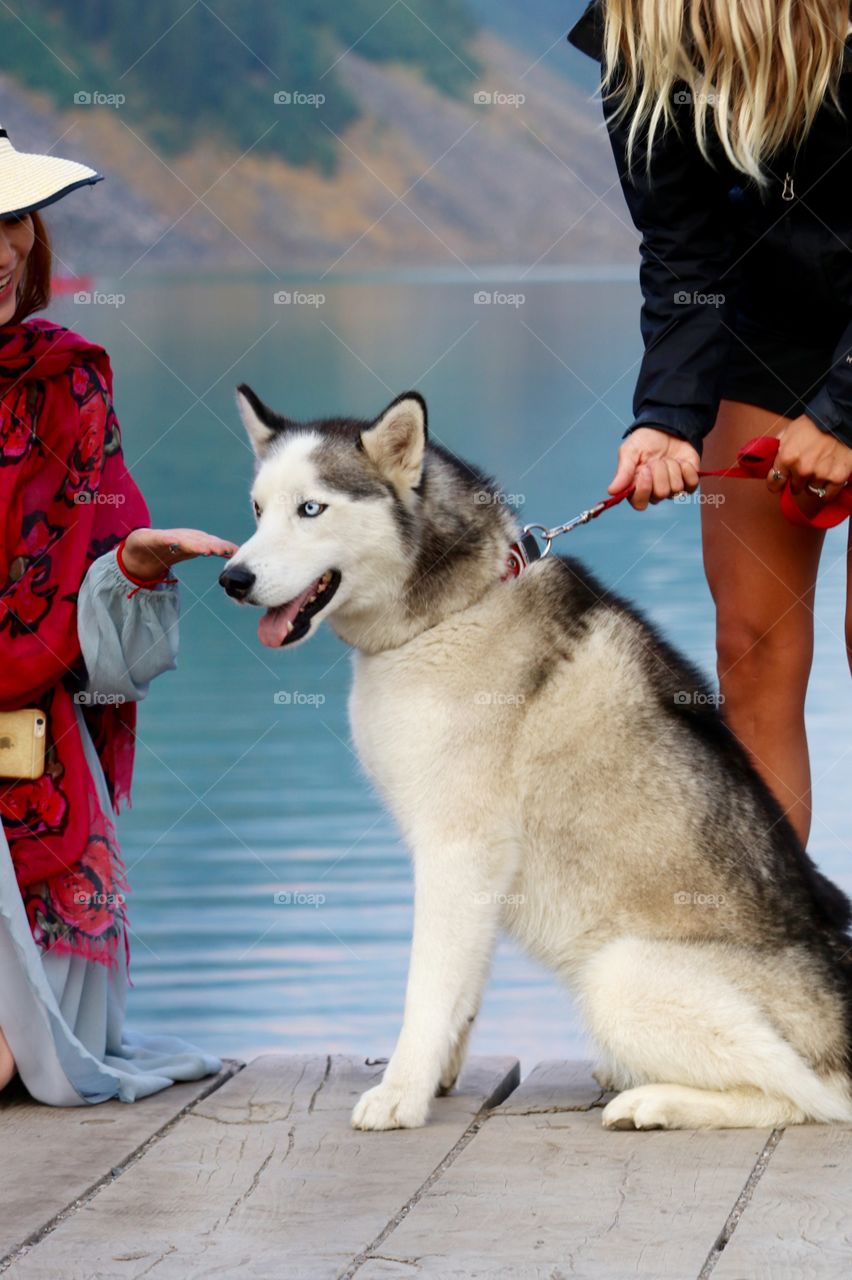 Adorable blue-eyed husky dog on red leash offering paw to woman in red dress at Lake Louise in Canada's Rocky Mountains near Banff Alberta;