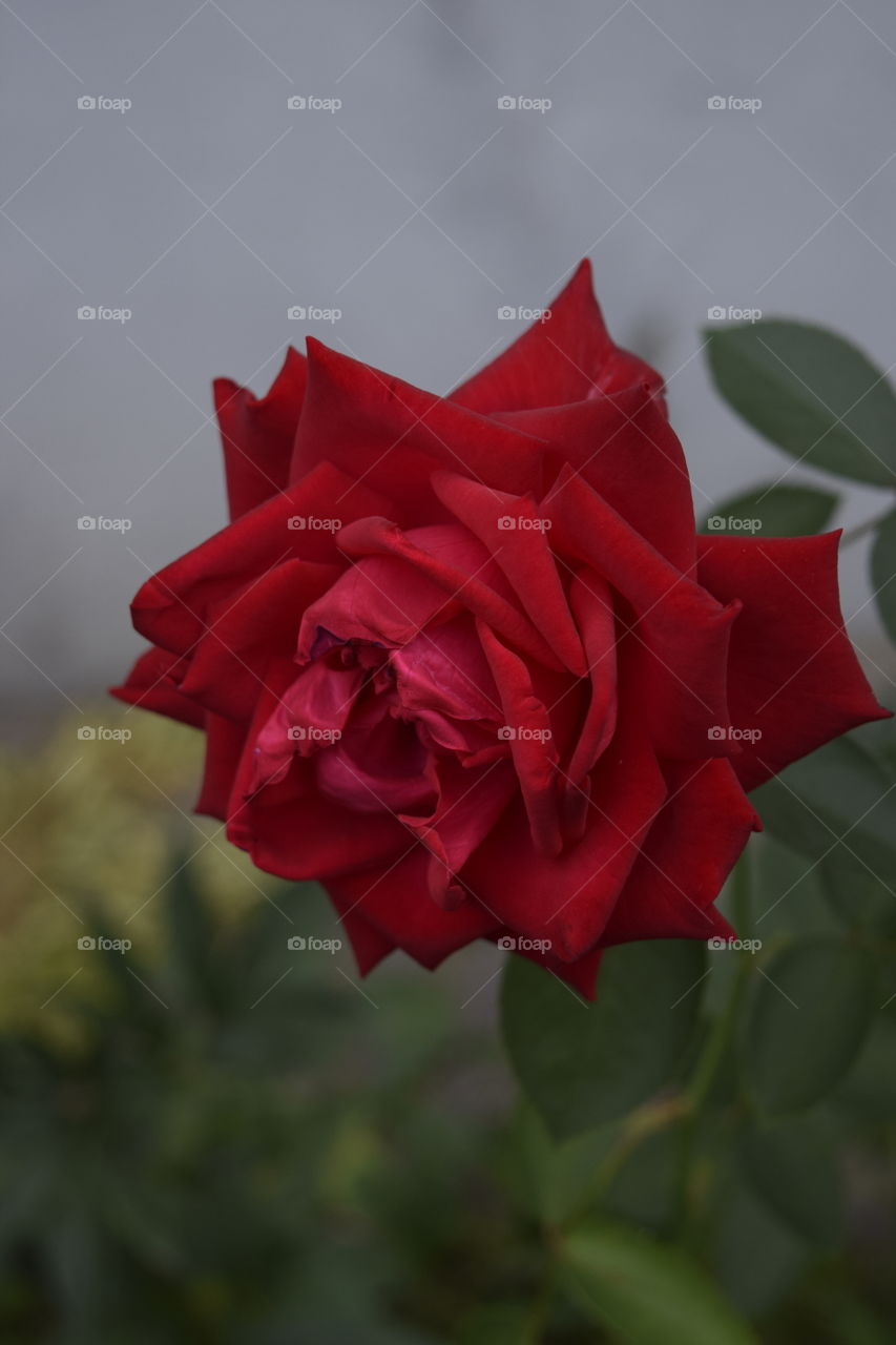 Red rose 