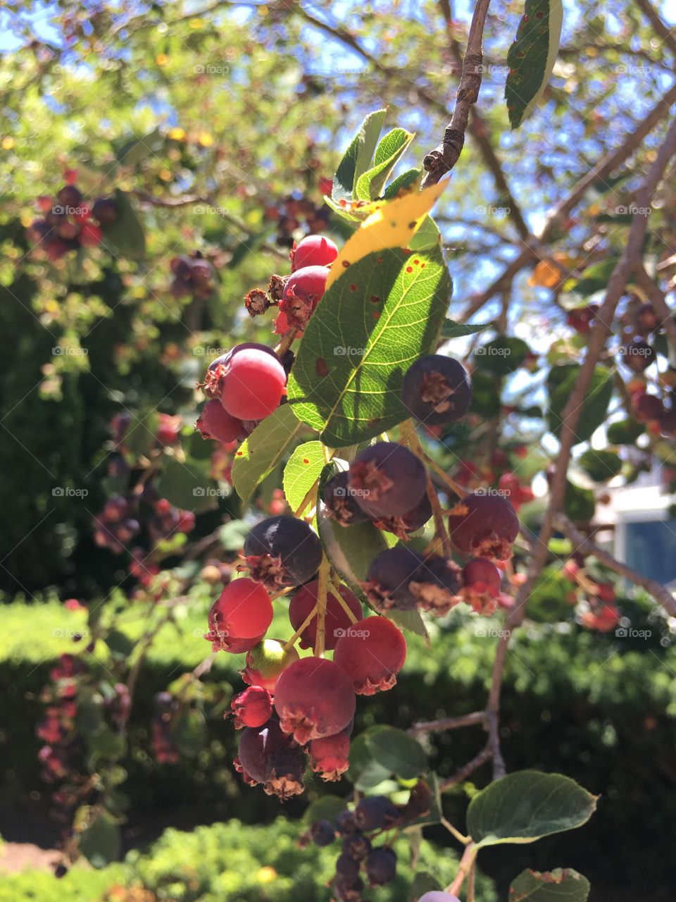 Colorful berries