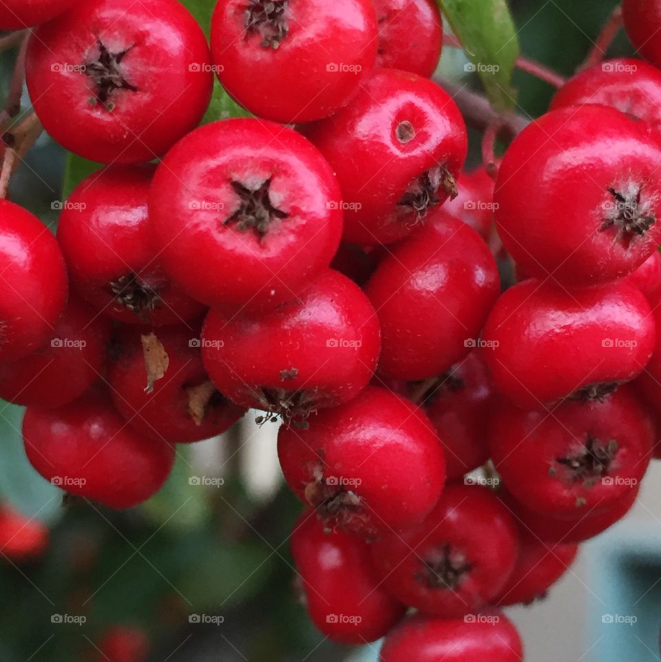 Pyracantha