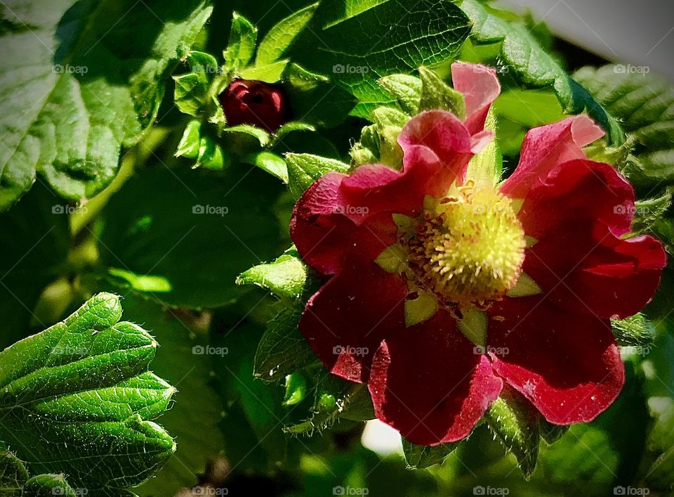 Strawberry blossom