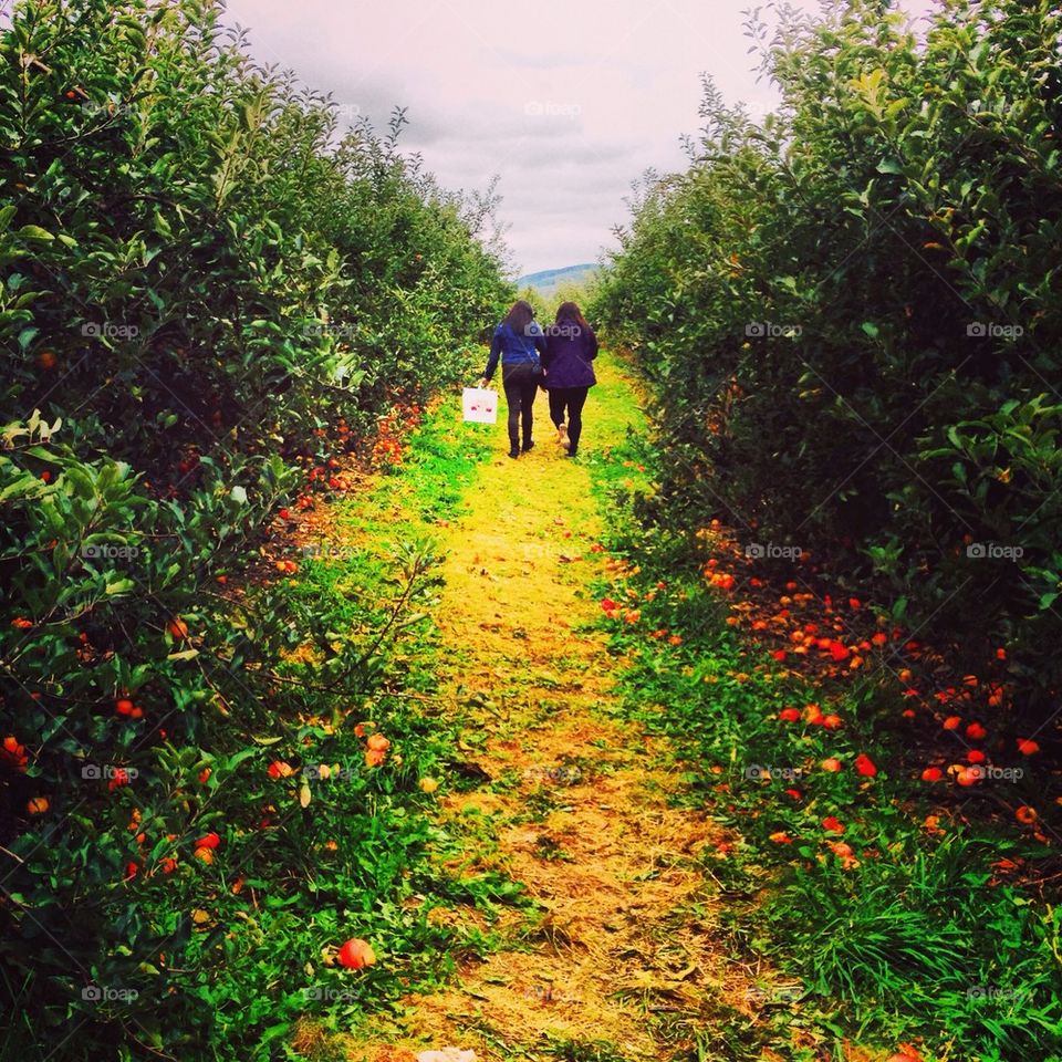 fall autumn apples trail by jtina823