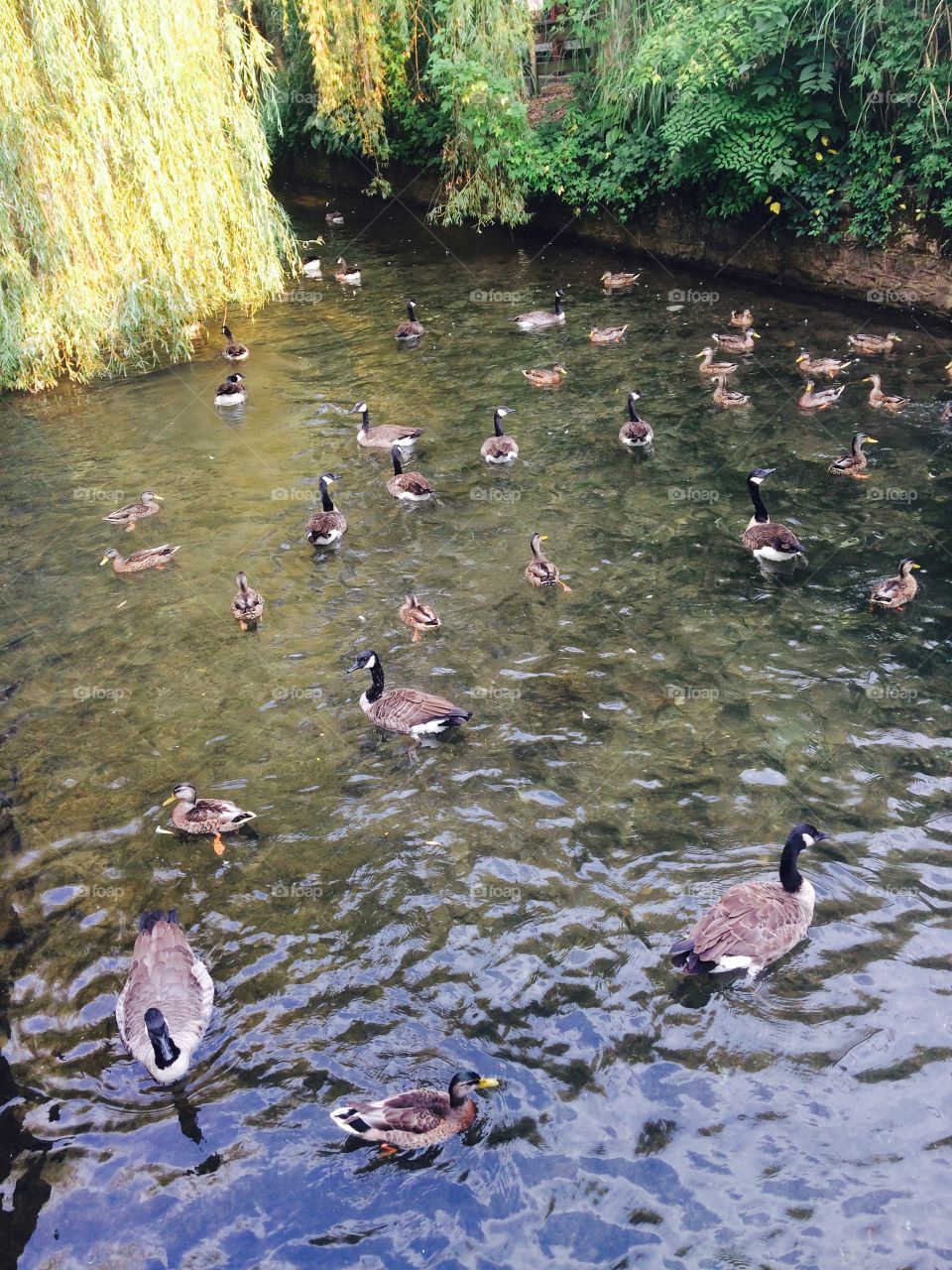 Feeding the Geese and Ducks