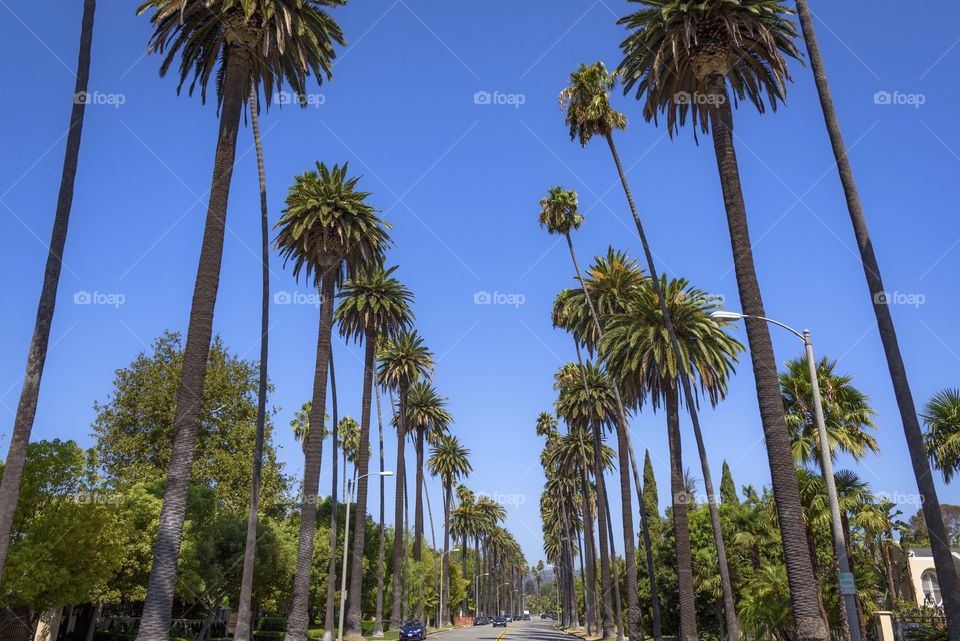 Tree, No Person, Palm, Sky, Outdoors