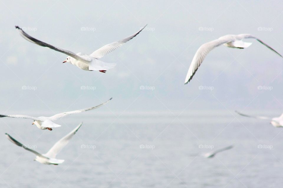 Seagulls On A Foggy Day