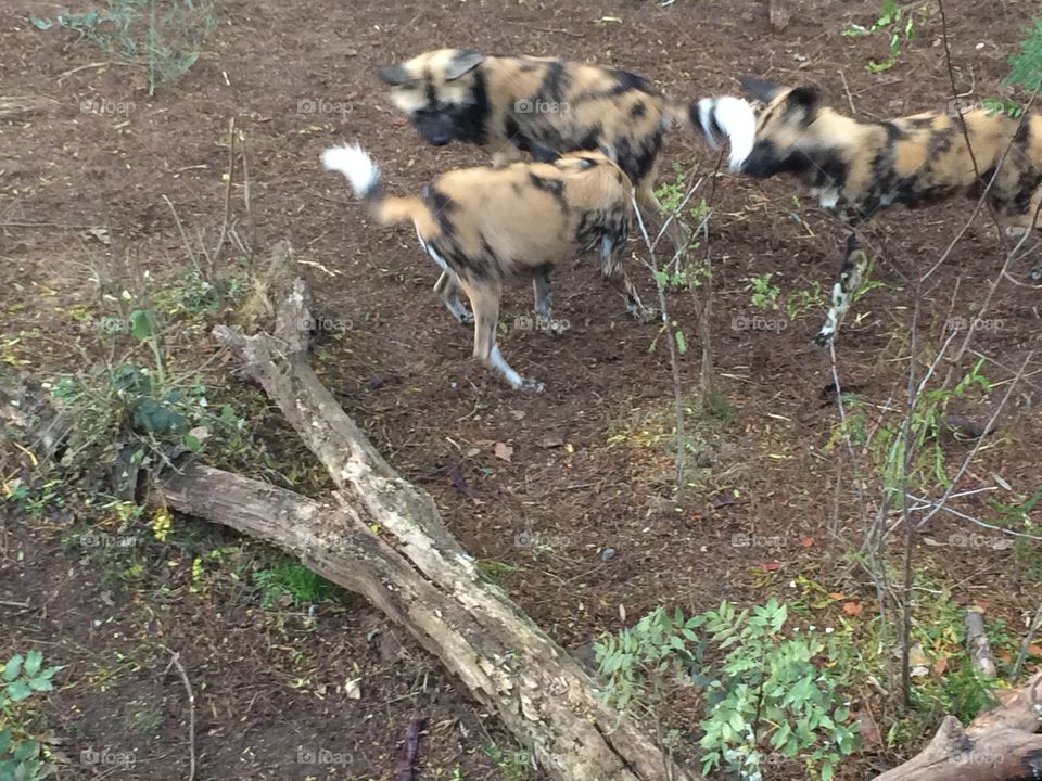 African Wild Dogs hunting and killing a magpie bird