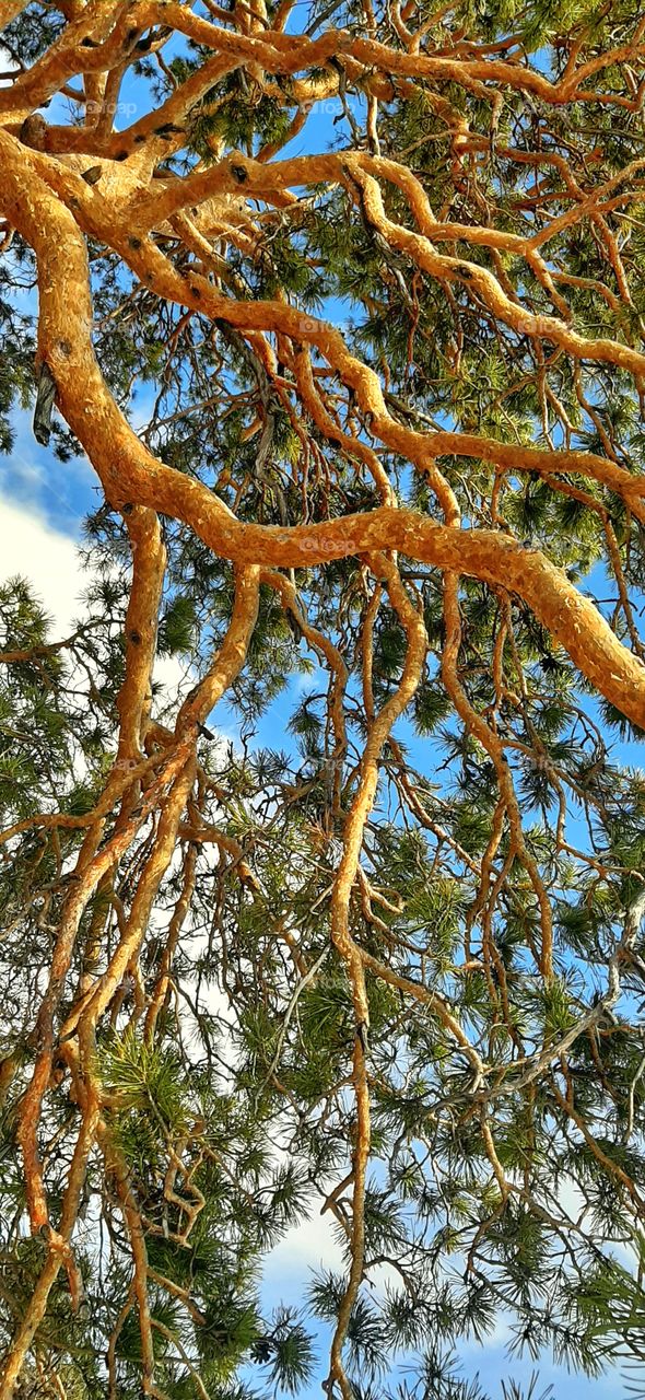 ветвистое дерево на фоне голубого неба