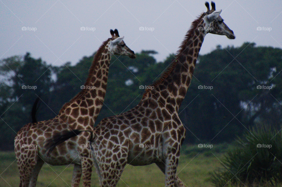 Giraffes mirror