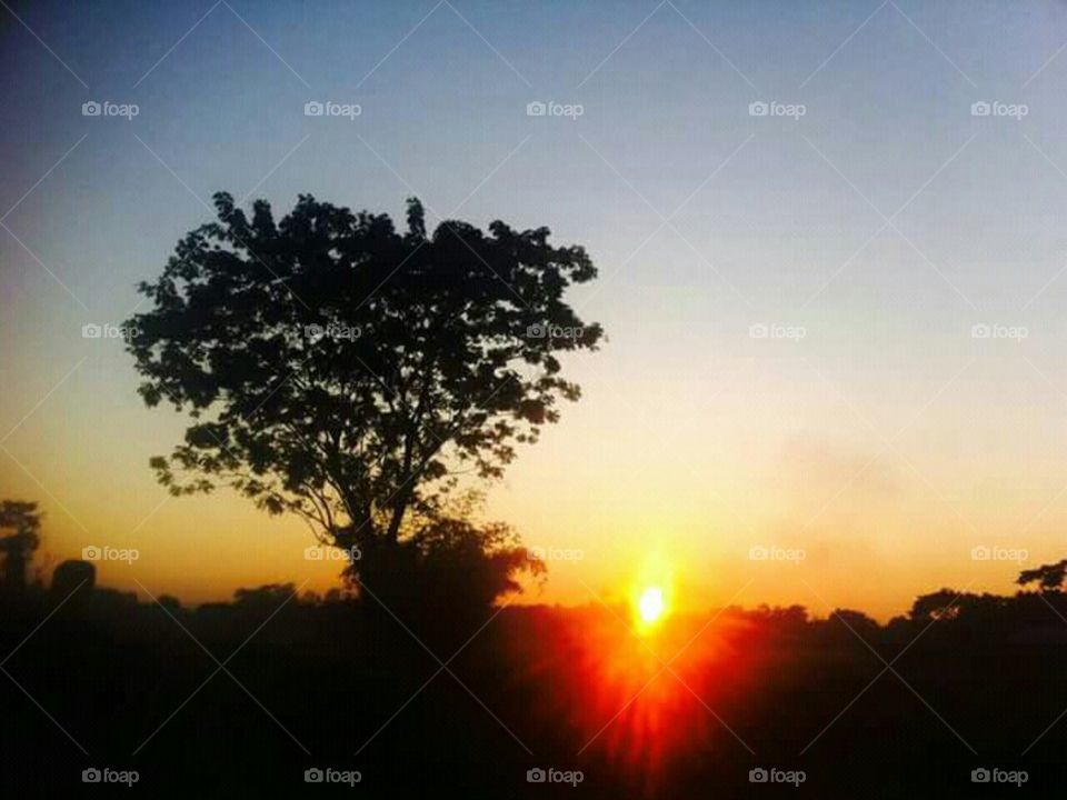 sun set beside a tree
