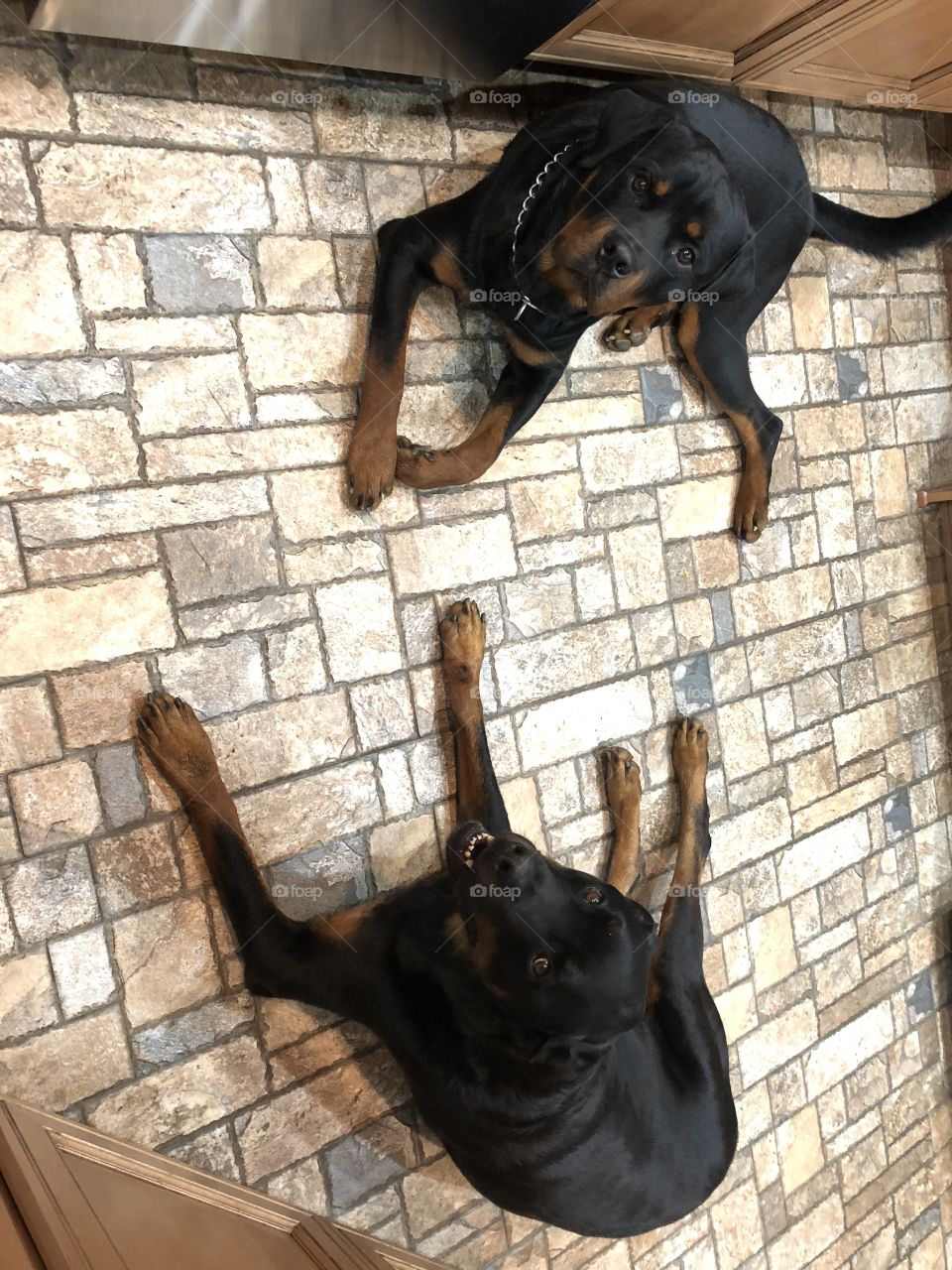 Rottweilers 