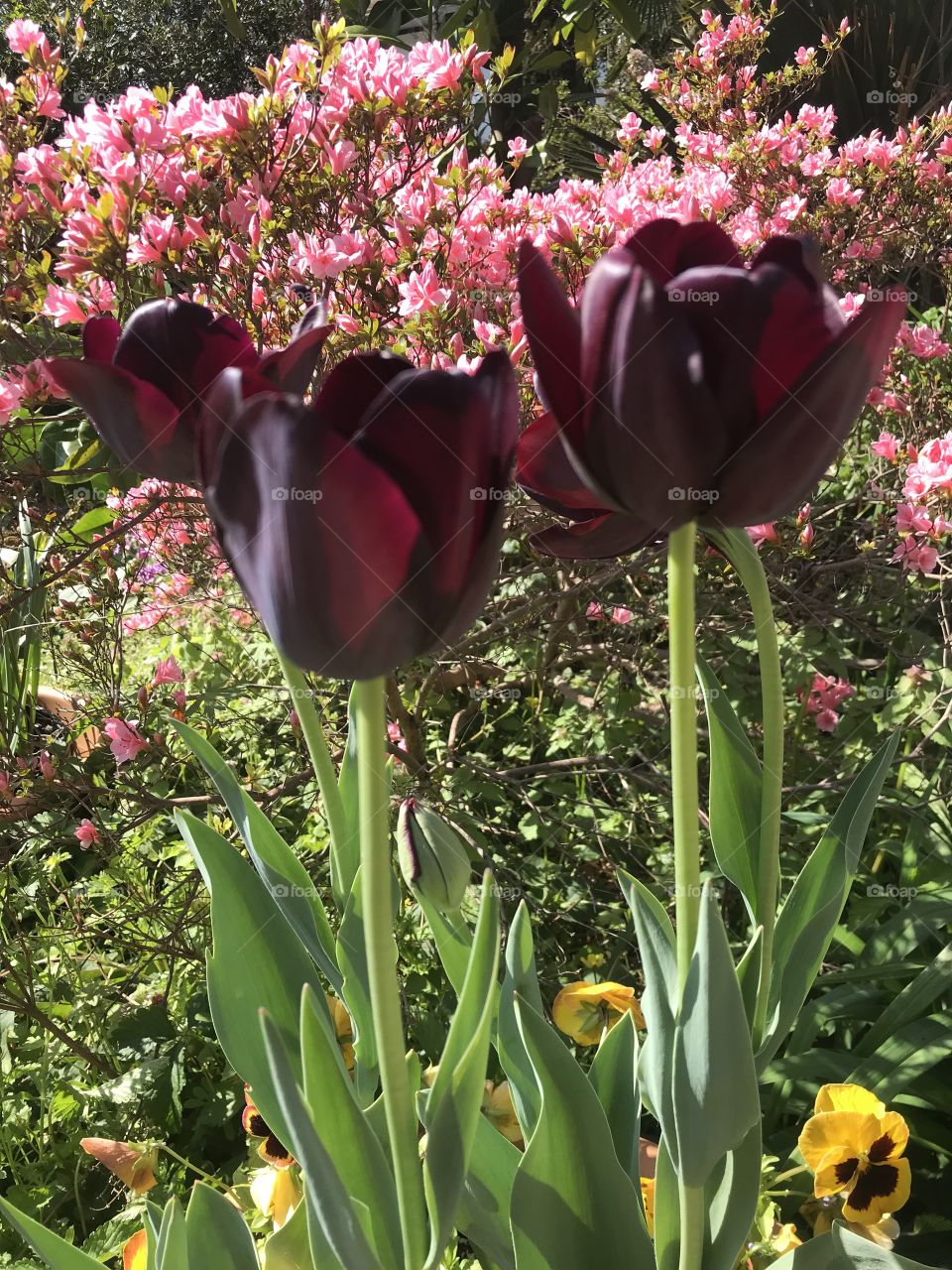 Queen of Night tulips in front of pink azaleas 
