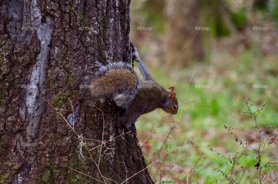 Squirrel On Tree