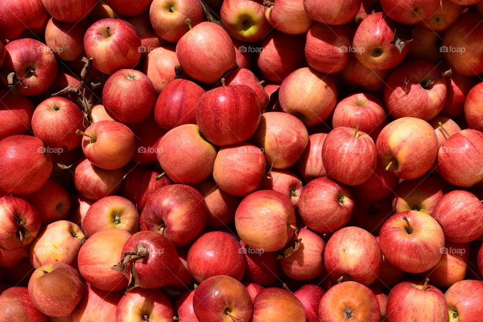 Full frame shot of apples