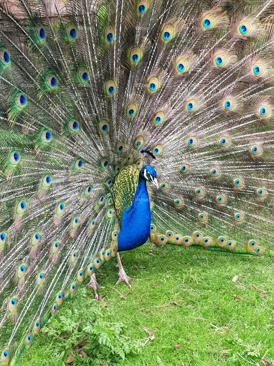 Proud peacock showing off