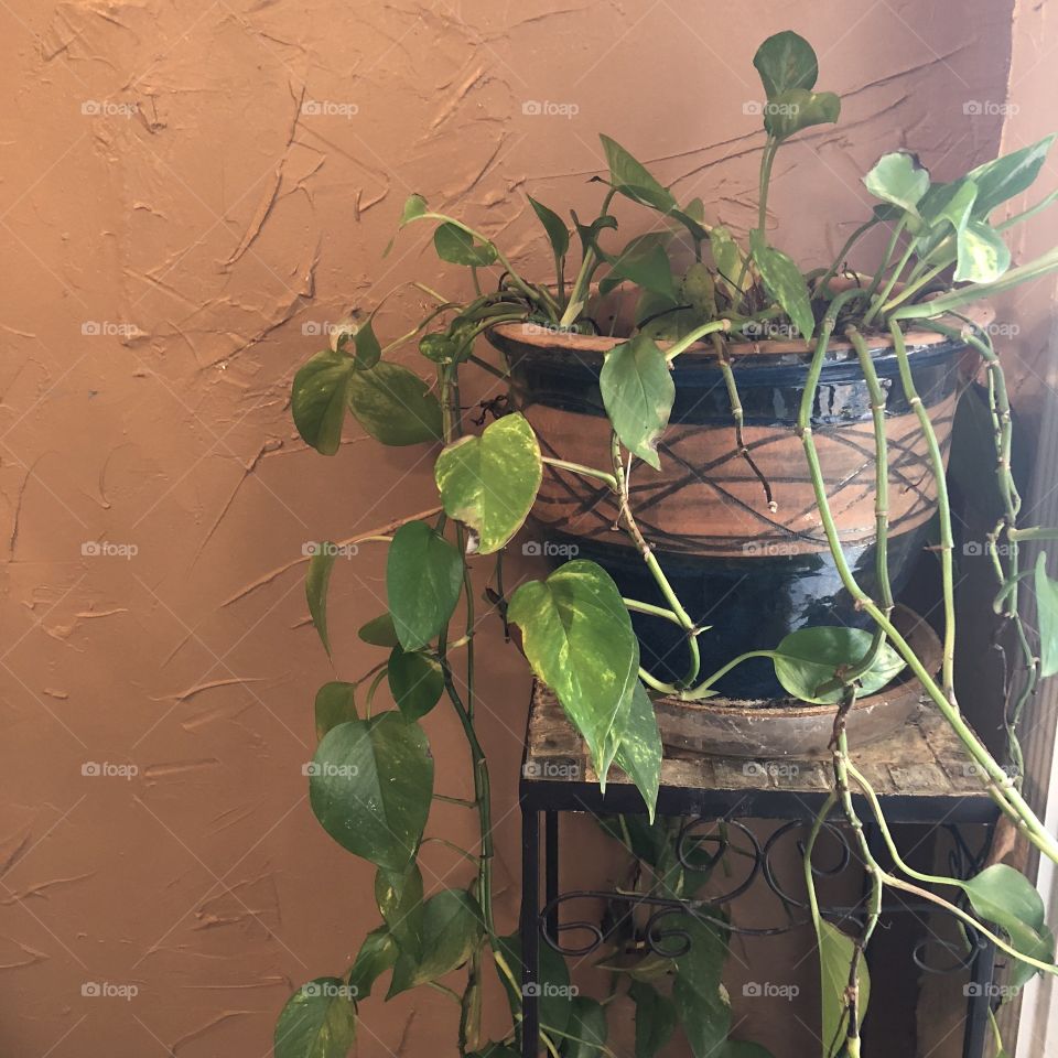 House plant - pothos ivy
