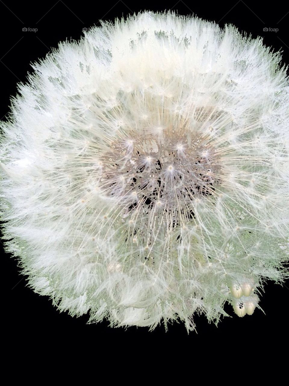 dandelion