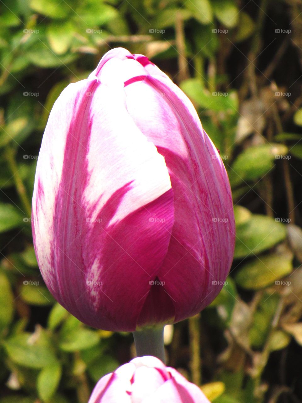 tulip