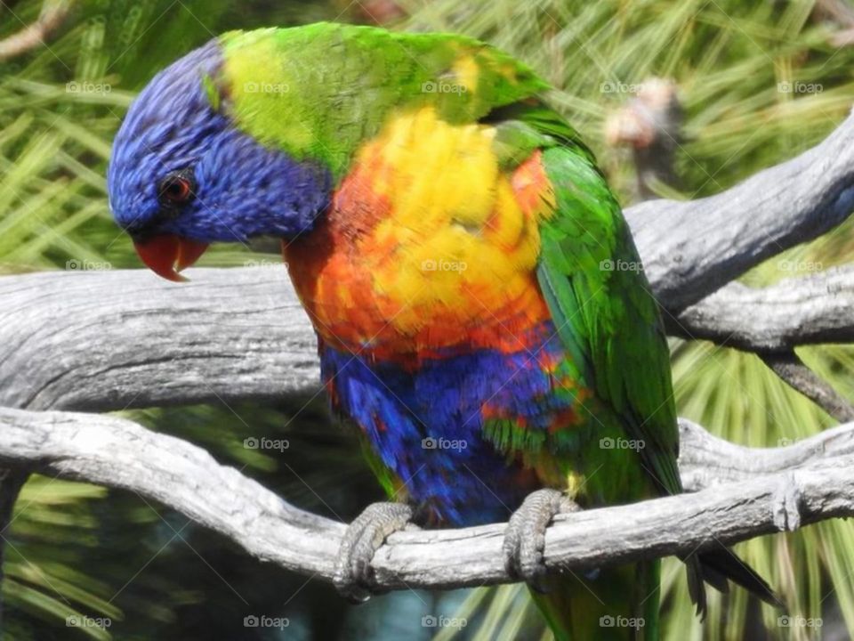 Native Parrot South Australia