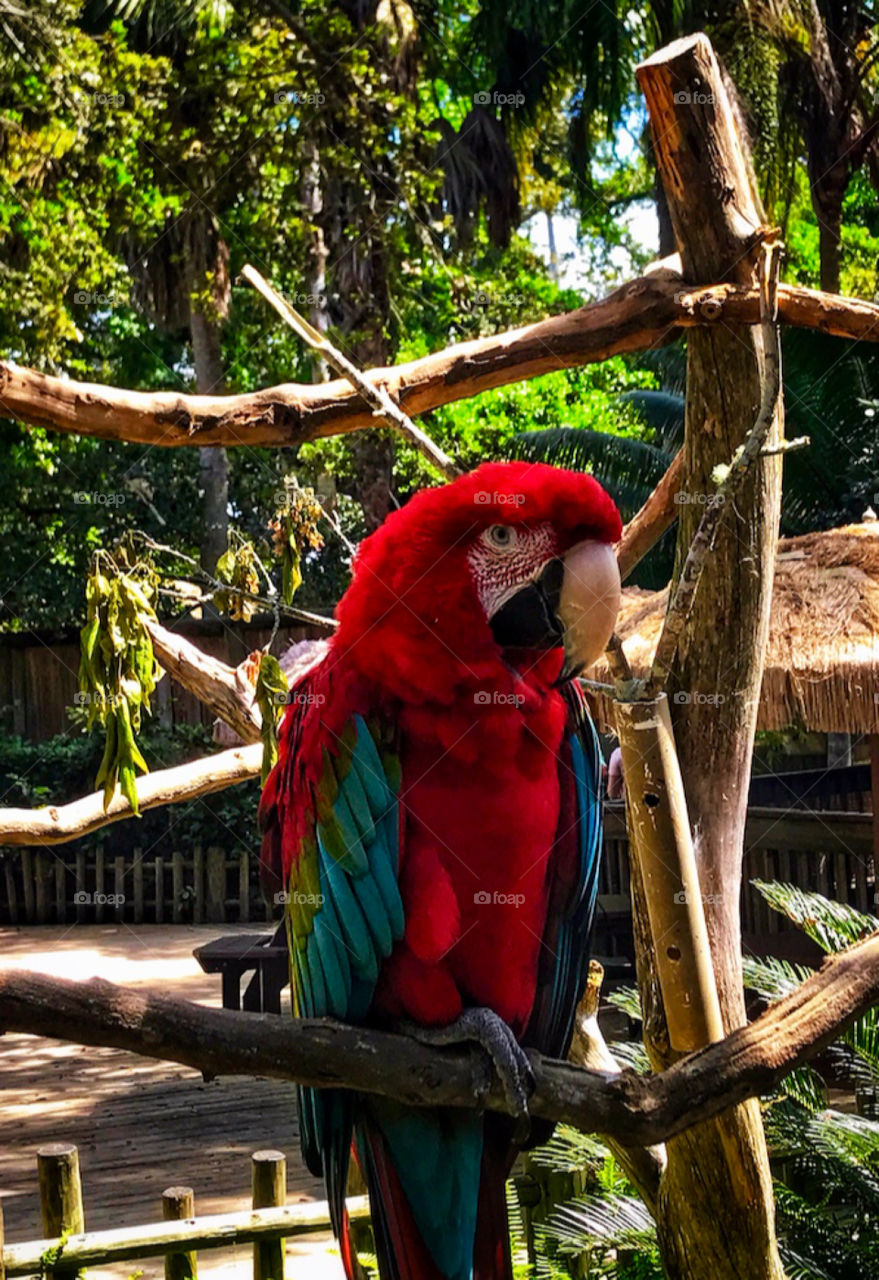 A scarlet macaw parrot—taken in St. Augustine, Florida 