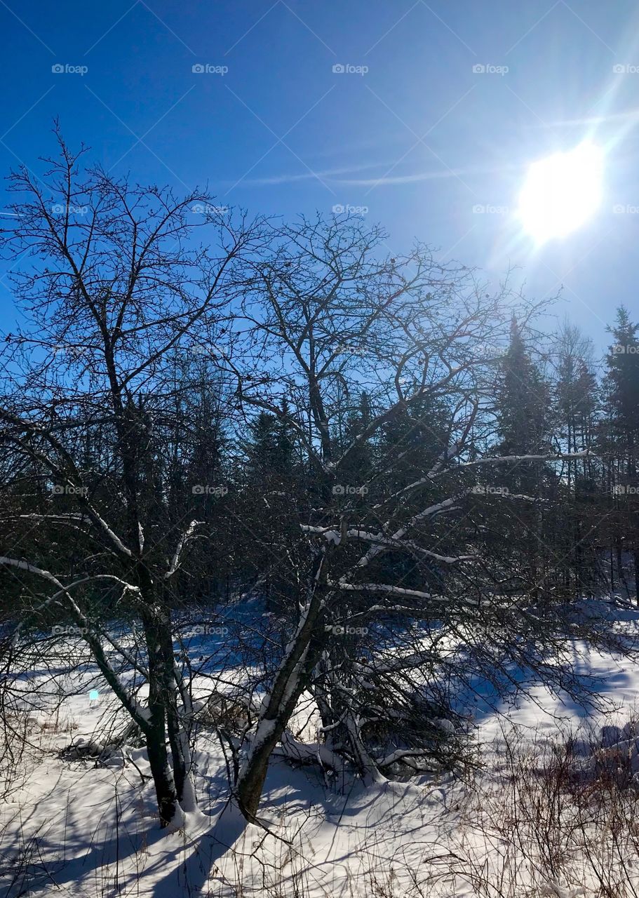 If you look closely you can see there are still some apples clinging to the bare winter branches