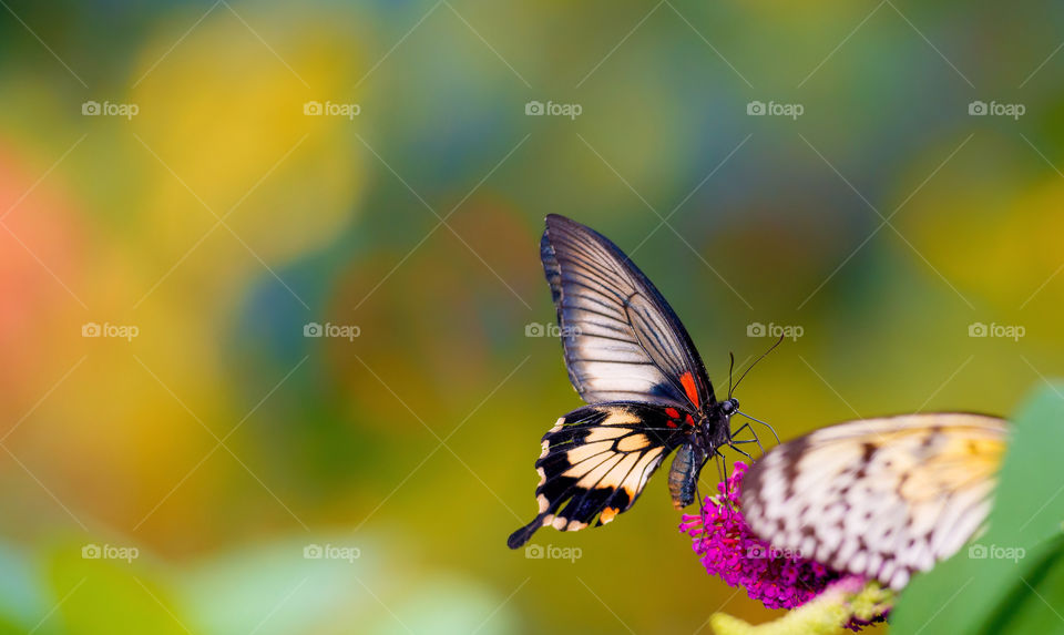Butterfly
Nature
Colour