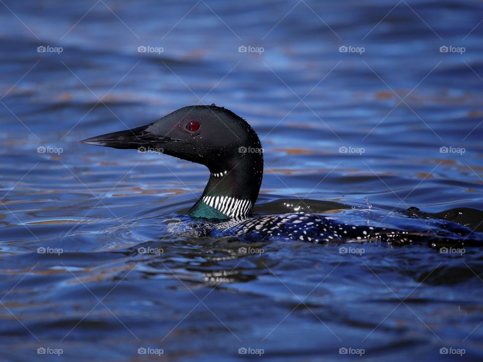 common loon