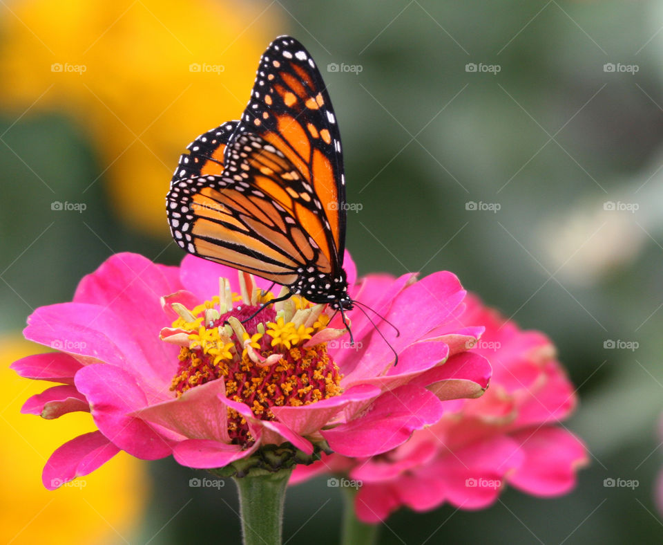 Butterfly on flower 