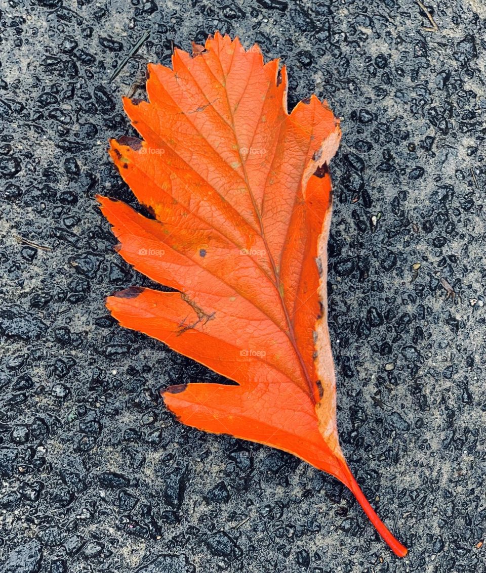 Autumn leaf