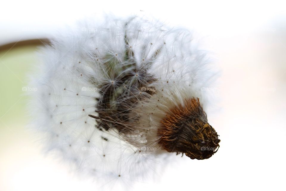 dried dandelions