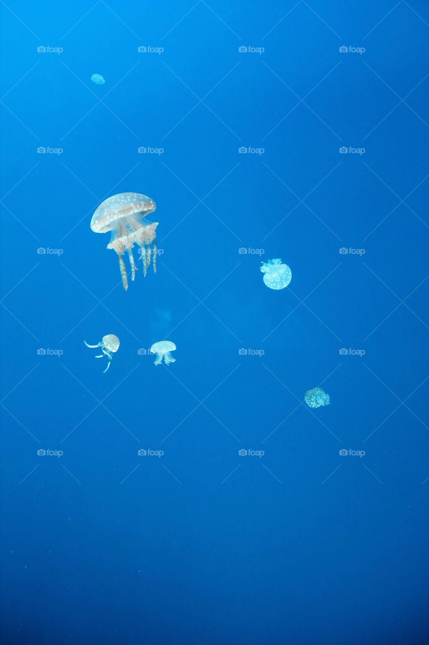 Jellyfish against blue background