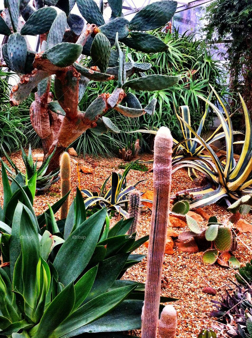 plants nature cactus desert by binkyboo