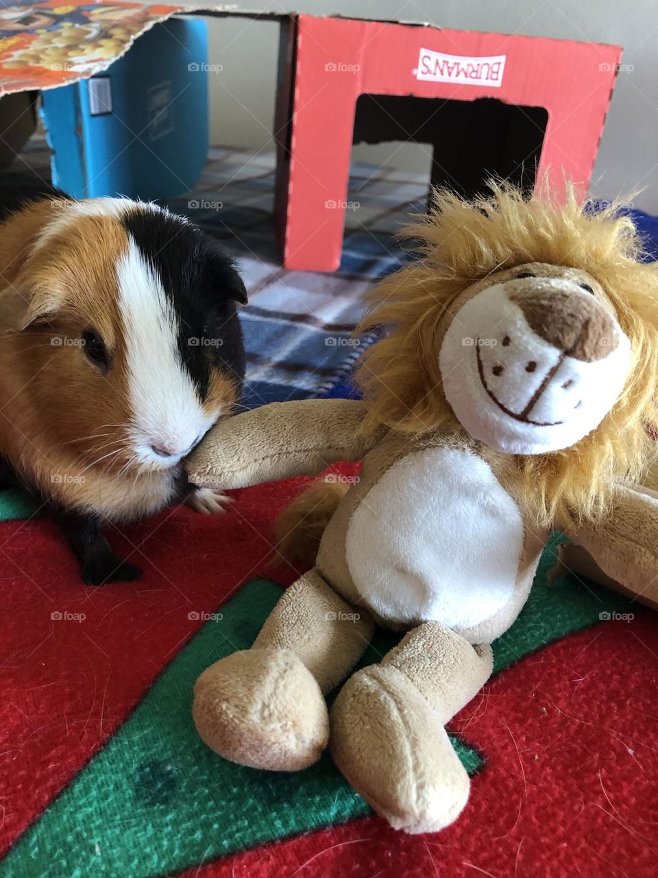 Playtime for my Guinea pig Danny 🐾