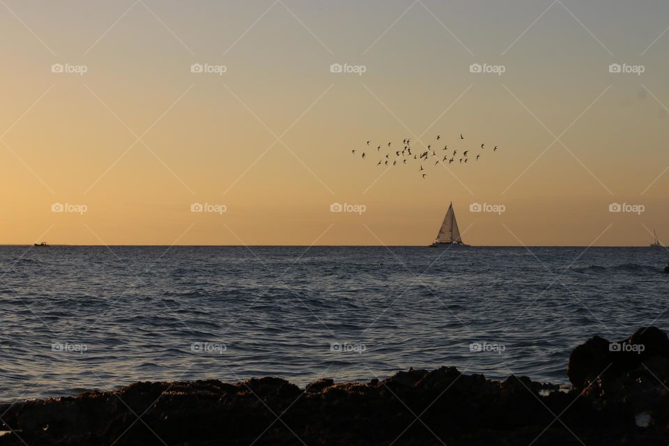 aves volando sobre un velero al atardecer