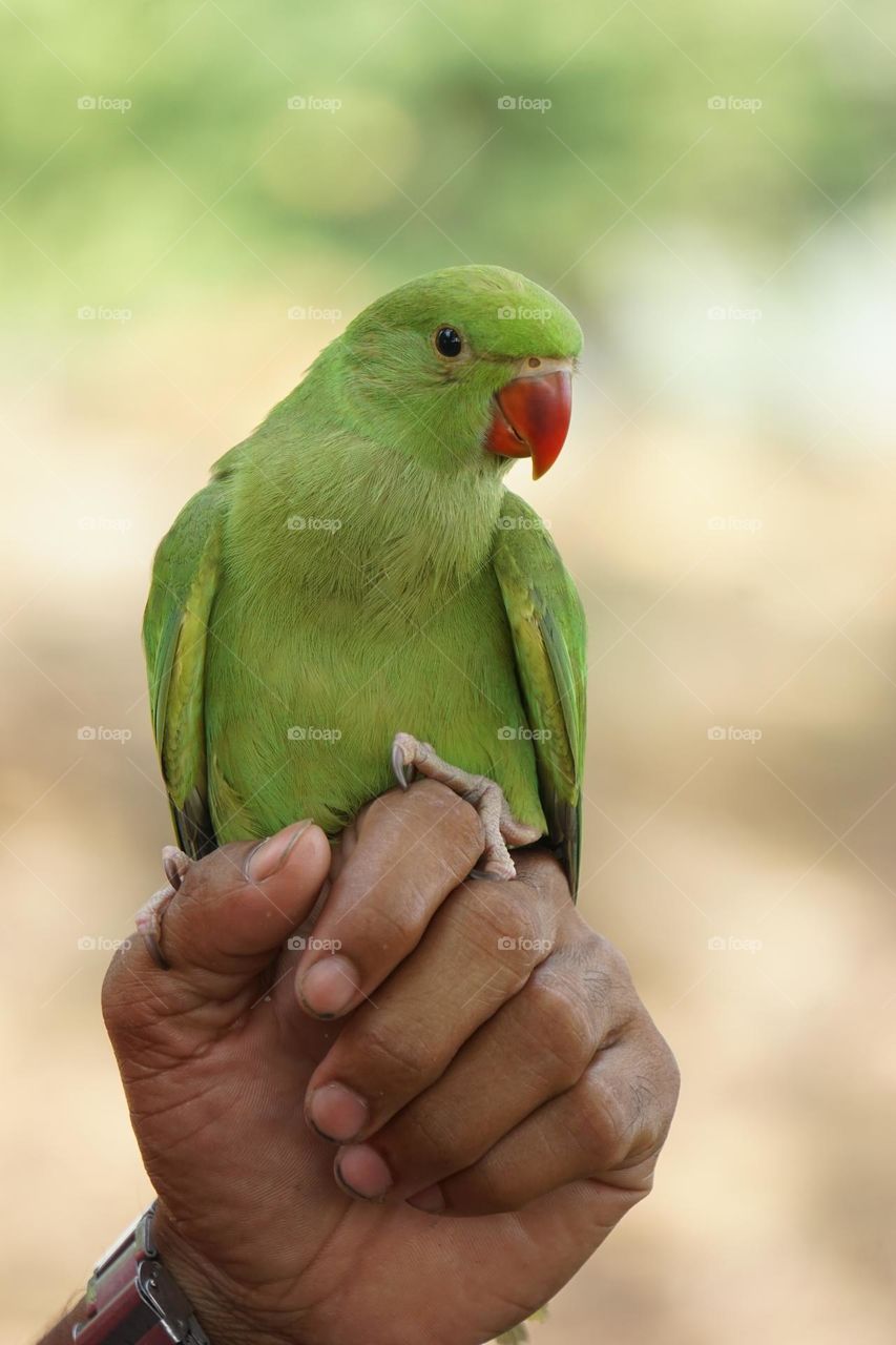 Parrot