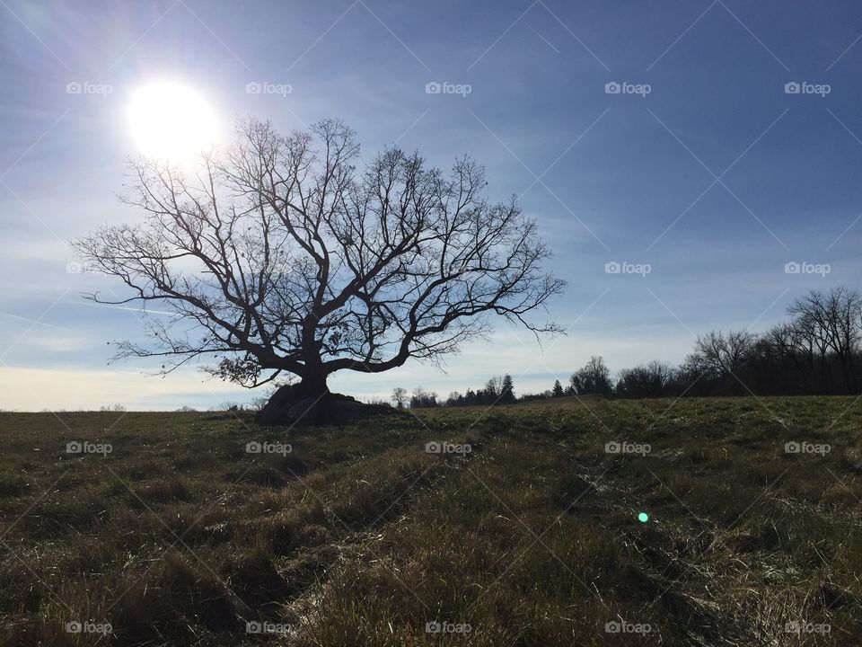 Sun tree
