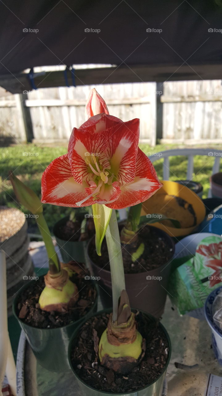 red white lilly