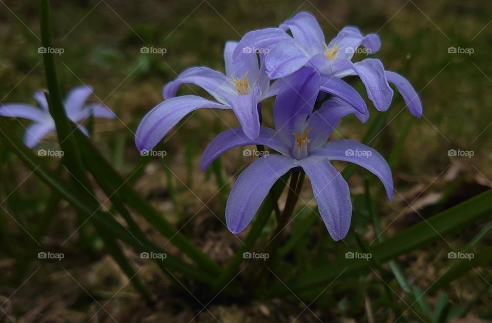 The first spring flowers in the forest💜 Scilla luciliae 💜
