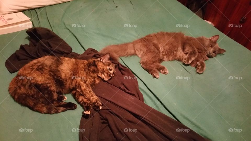 Lazy Cats Sleeping on the bed