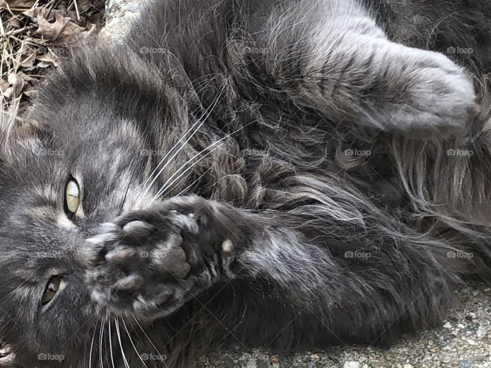 Cute gray kitty doing kitty things