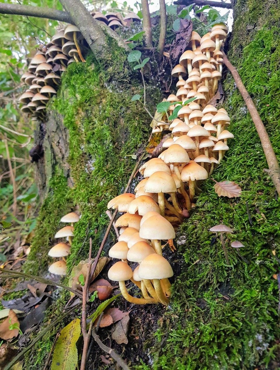 moshrooms on tree stump