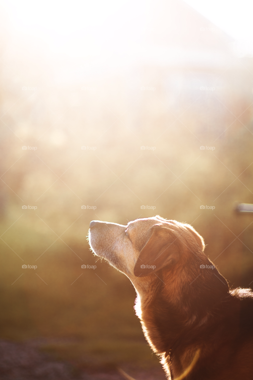 sun dog sunshine guard by comonline