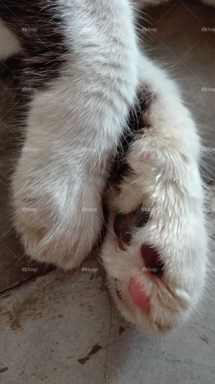 cute cat's paw