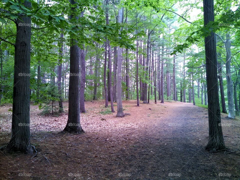 The Woods. Island Grove Park - Abington, MA